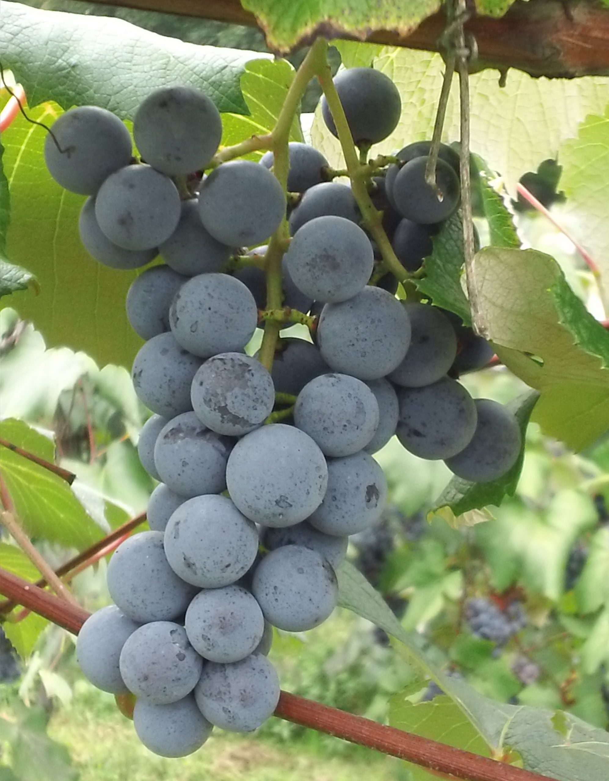 Concord Grapes | Grapes | Wenger Grapes