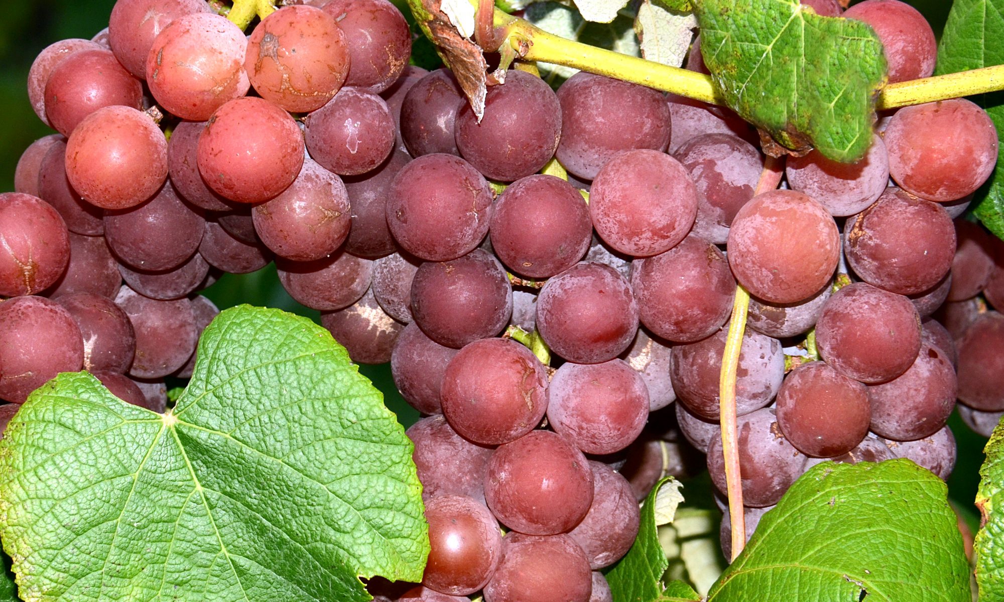 Moore's Red grapes at Wenger Grapes.