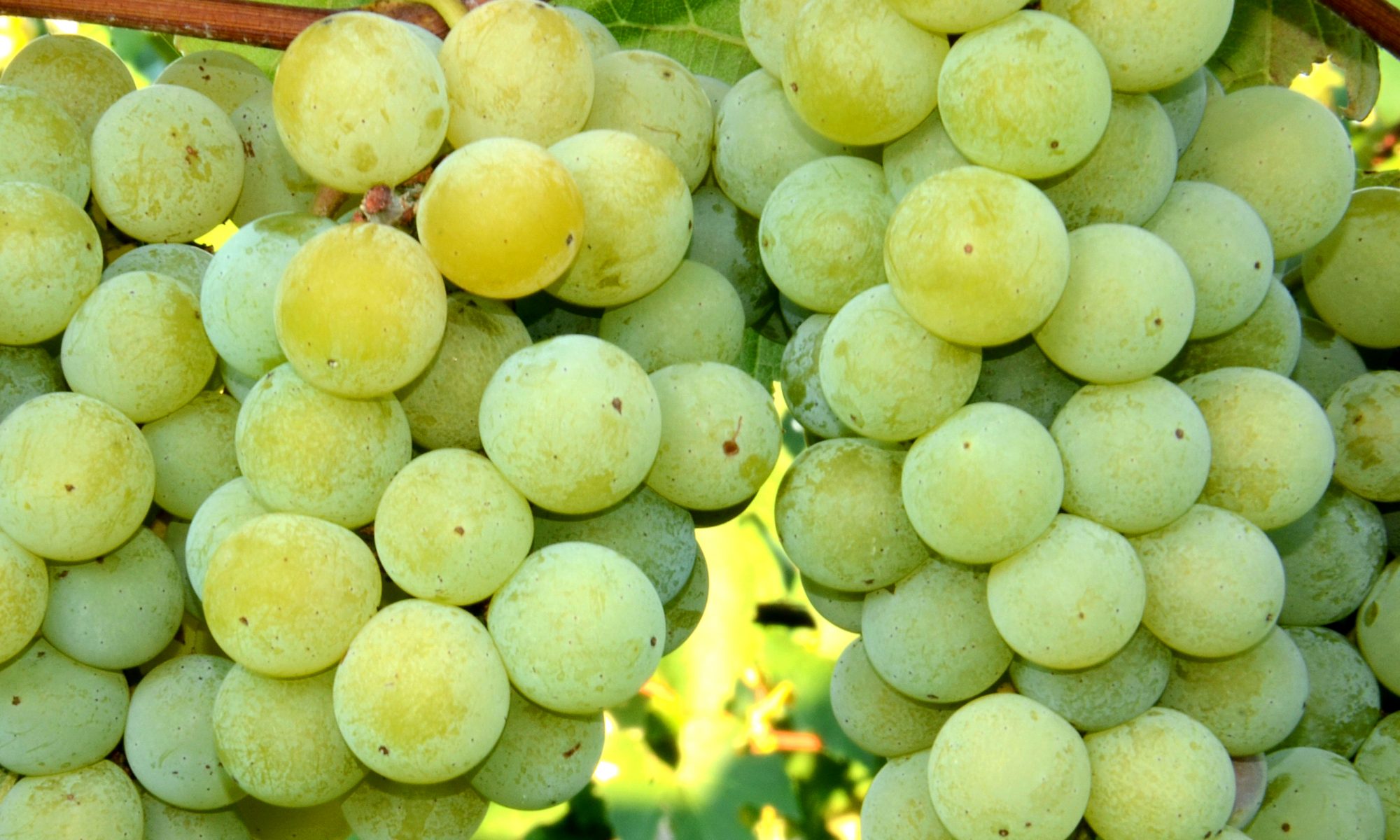 Niagara grapes at Wenger Grapes.